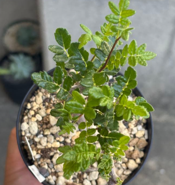 Commiphora monstruosa 5 Seeds