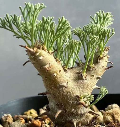 Sarcocaulon peniculinum ( Monsonia ) 3 Seeds