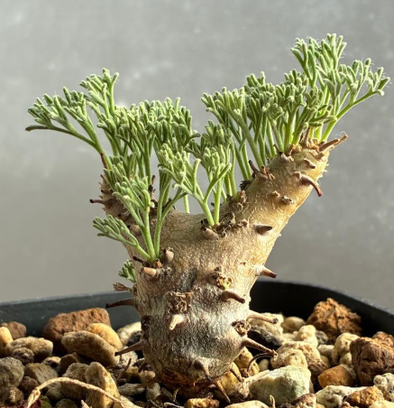 Sarcocaulon peniculinum ( Monsonia ) 3 Seeds