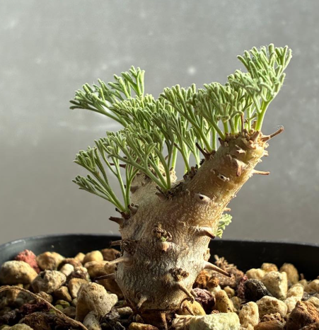 Sarcocaulon peniculinum ( Monsonia ) 3 Seeds