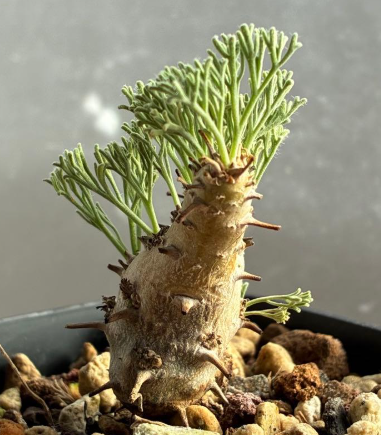 Sarcocaulon peniculinum ( Monsonia ) 3 Seeds
