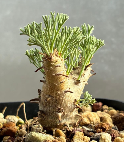 Sarcocaulon peniculinum ( Monsonia ) 3 Seeds