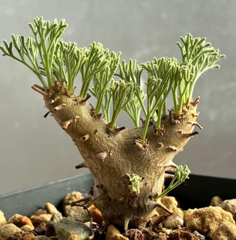 Sarcocaulon peniculinum ( Monsonia ) 3 Seeds