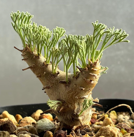 Sarcocaulon peniculinum ( Monsonia ) 3 Seeds