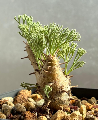 Sarcocaulon peniculinum ( Monsonia ) 3 Seeds
