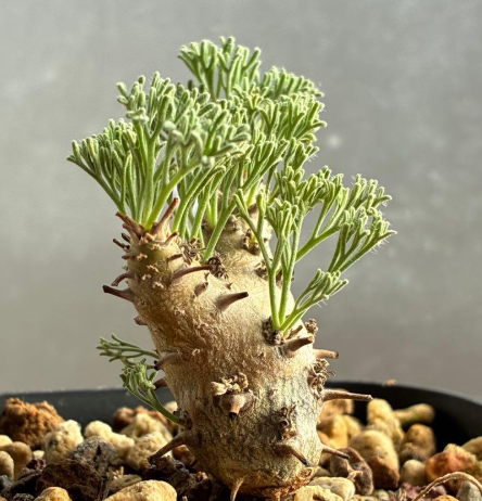 Sarcocaulon peniculinum ( Monsonia ) 3 Seeds