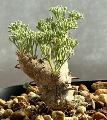 Sarcocaulon peniculinum ( Monsonia ) 3 Seeds