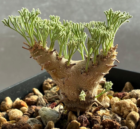 Sarcocaulon peniculinum ( Monsonia ) 3 Seeds
