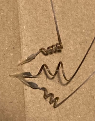 Sarcocaulon peniculinum ( Monsonia ) 3 Seeds