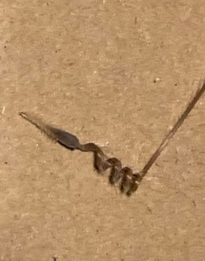 Sarcocaulon peniculinum ( Monsonia ) 3 Seeds