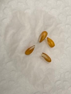 Sarcocaulon peniculinum ( Monsonia ) 3 Seeds