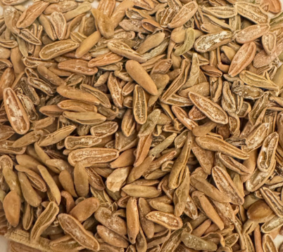 Pachypodium eburneum 6 Seeds