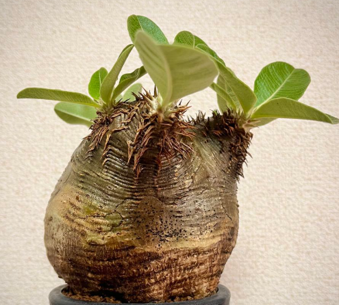 Pachypodium eburneum 6 Seeds