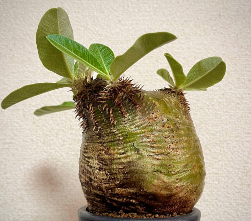 Pachypodium eburneum 6 Seeds