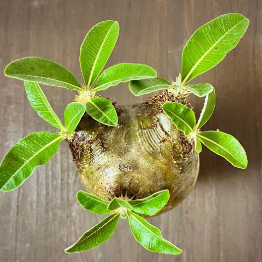 Pachypodium eburneum 6 Seeds