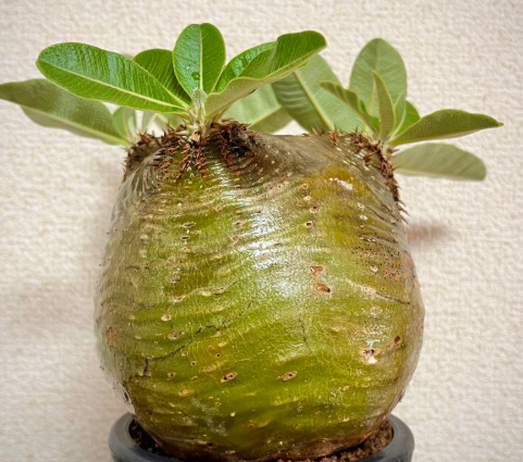 Pachypodium eburneum 6 Seeds