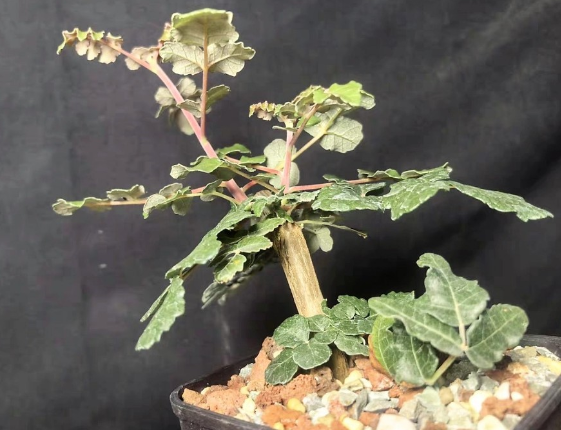 Boswellia papyrifera 5 Seeds