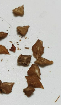Boswellia papyrifera 5 Seeds