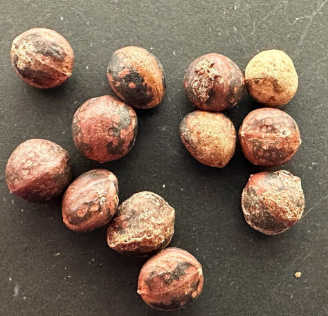 Commiphora mildbraedii 5 Seeds