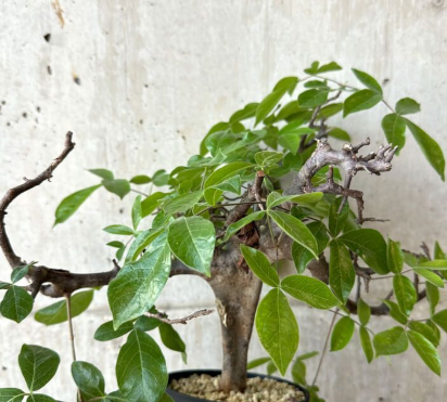 Commiphora mildbraedii 5 Seeds