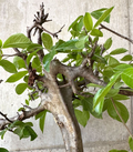 Commiphora mildbraedii 5 Seeds