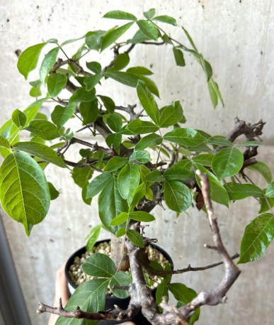 Commiphora mildbraedii 5 Seeds