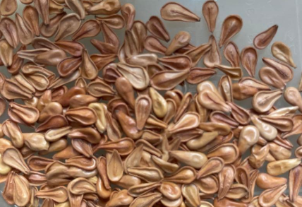 Pachypodium windsorii 6 Seeds