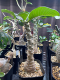 Pachypodium windsorii 6 Seeds