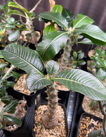 Pachypodium windsorii 6 Seeds