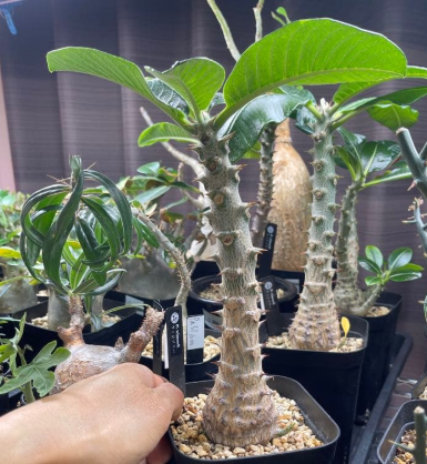 Pachypodium windsorii 6 Seeds