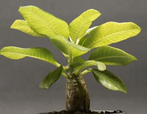 Pachypodium baronii var. windsorii 6 Seeds