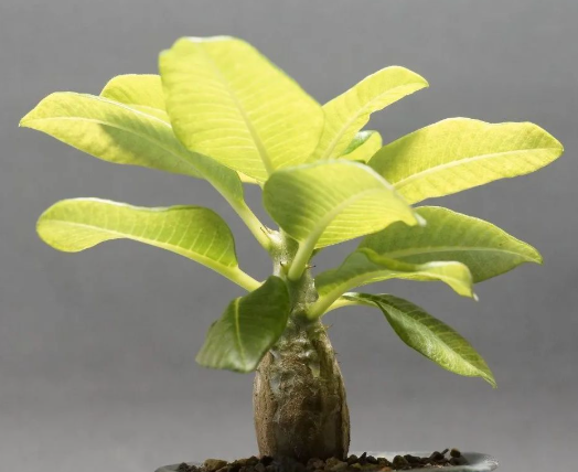 Pachypodium baronii var. windsorii 6 Seeds