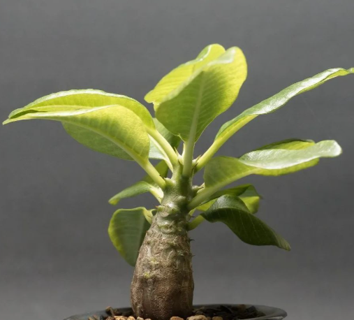 Pachypodium baronii var. windsorii 6 Seeds