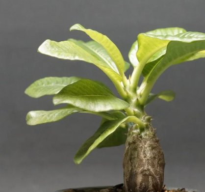 Pachypodium baronii var. windsorii 6 Seeds