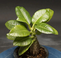 Pachypodium baronii var. windsorii 6 Seeds