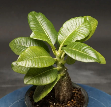 Pachypodium baronii var. windsorii 6 Seeds