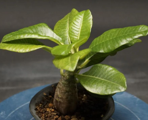 Pachypodium baronii var. windsorii 6 Seeds