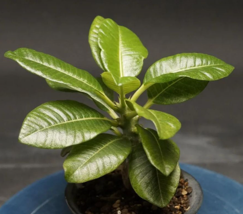 Pachypodium baronii var. windsorii 6 Seeds