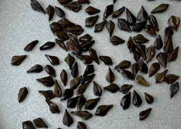 Senna meridionalis 8 Seeds