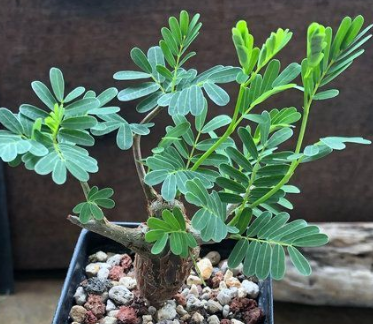 Senna meridionalis 8 Seeds