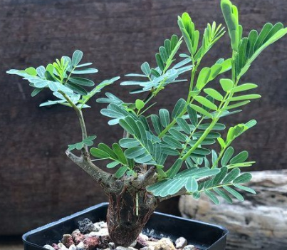 Senna meridionalis 8 Seeds