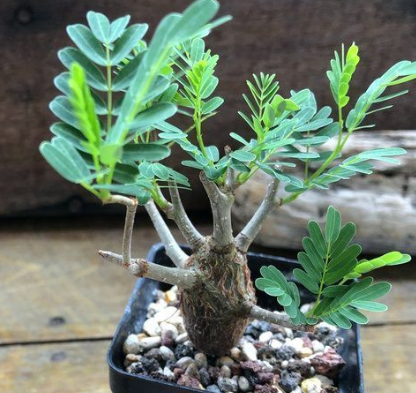 Senna meridionalis 8 Seeds