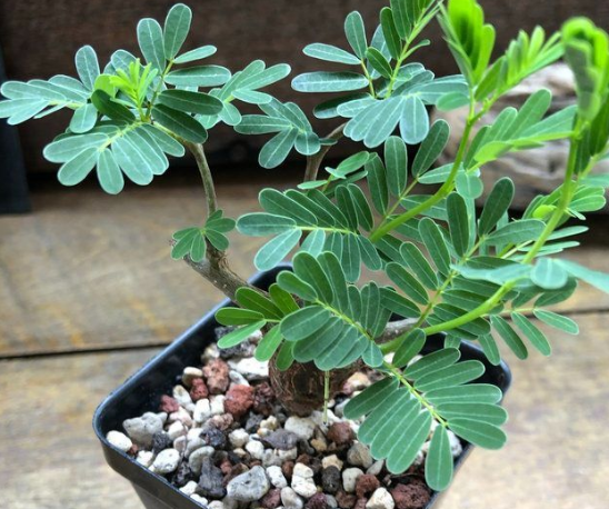 Senna meridionalis 8 Seeds