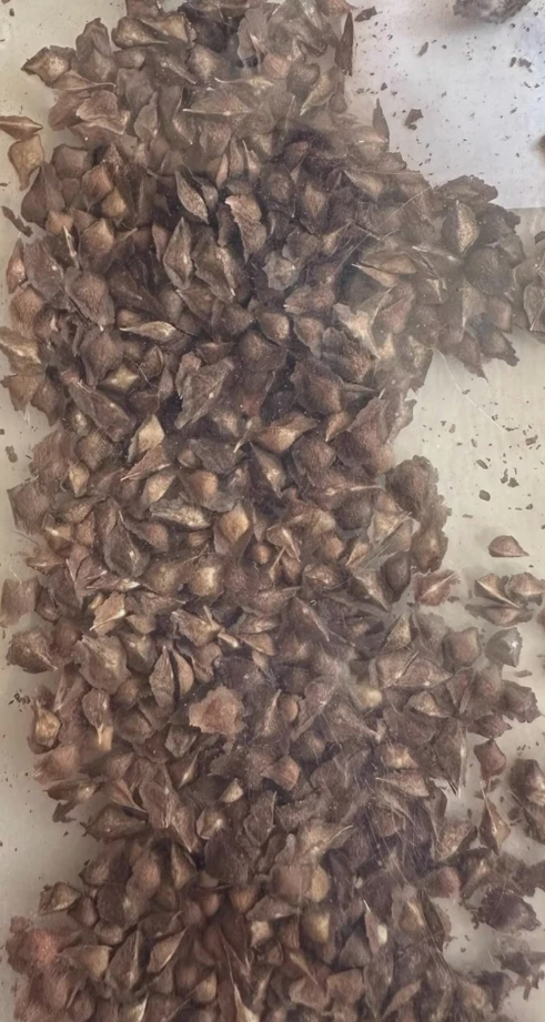 Boswellia nana 5 Seeds