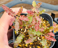 Boswellia nana 5 Seeds