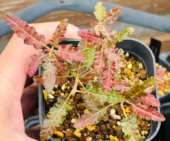Boswellia nana 5 Seeds