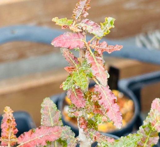 Boswellia nana 5 Seeds