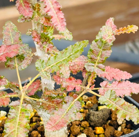 Boswellia nana 5 Seeds