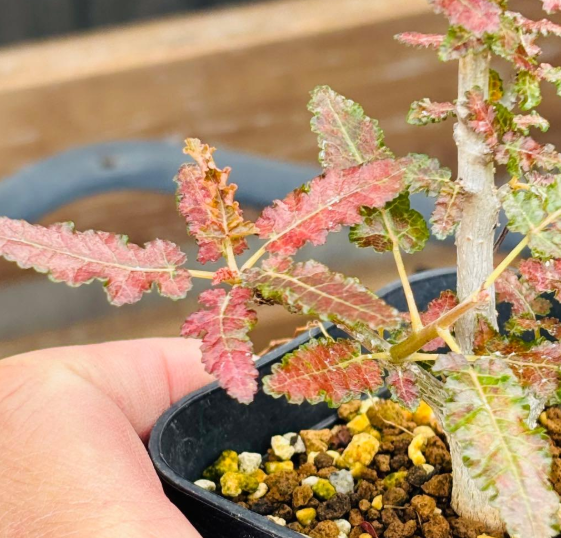 Boswellia nana 5 Seeds