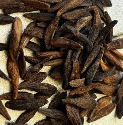 Pachypodium ambongense 6 Seeds